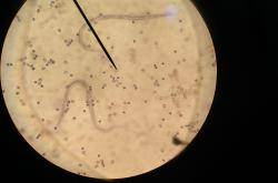 米兰娱乐 -|	袵Iu胱&amp;_爢蚴的简单介绍